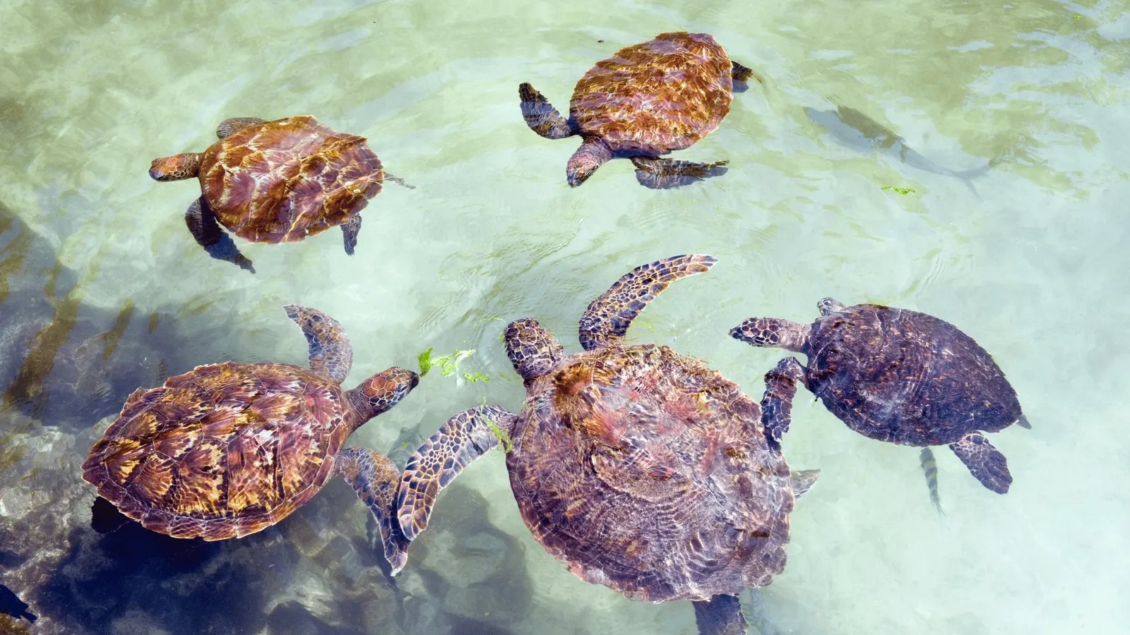 Schildkröten im Meer